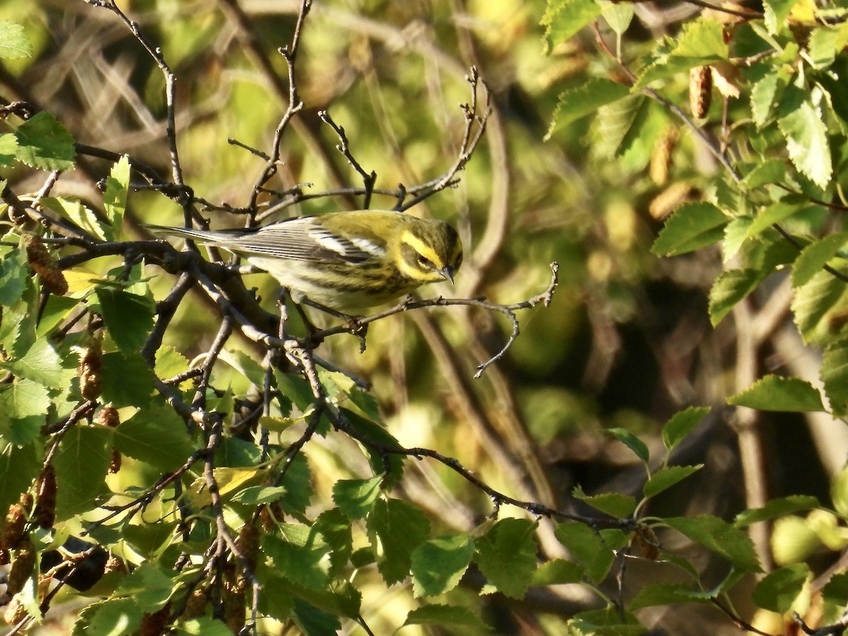 Townsend's Warbler - Michael Collings