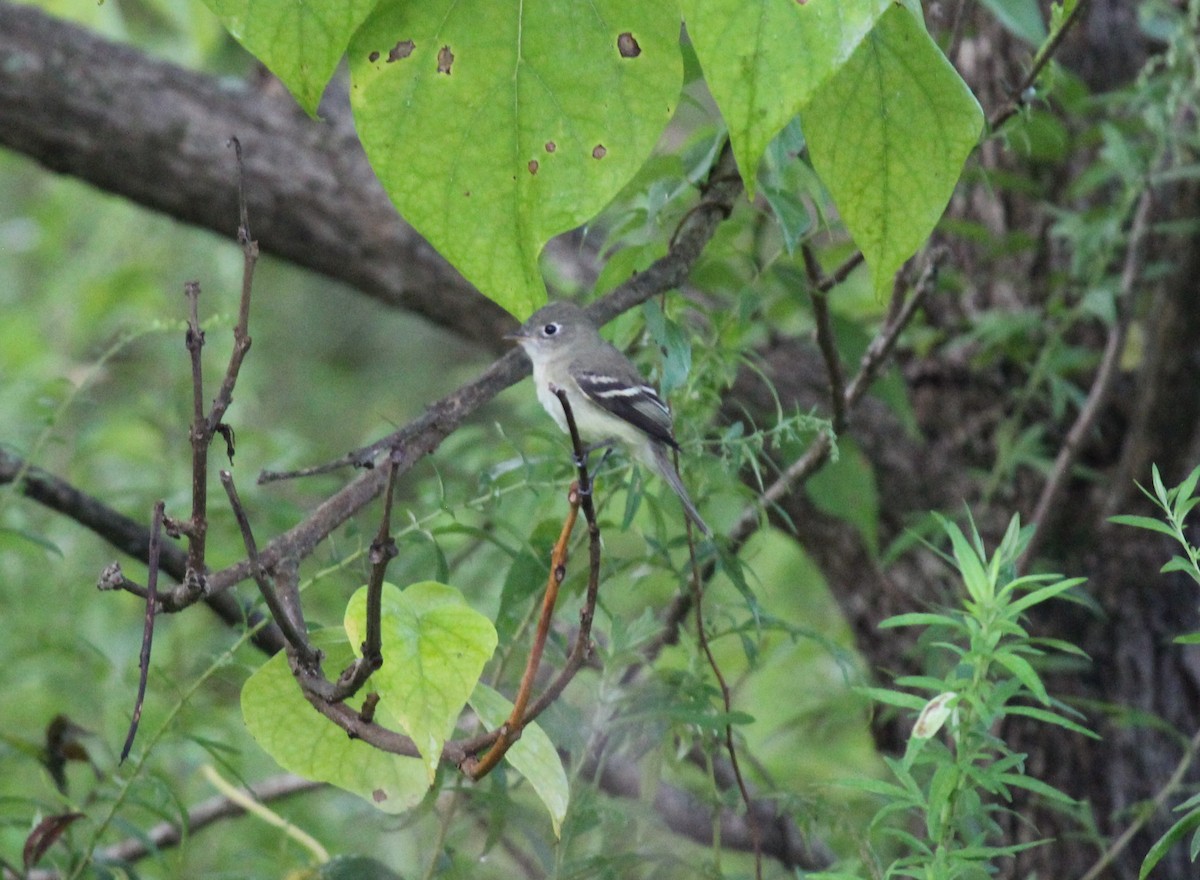 Least Flycatcher - ML623242505