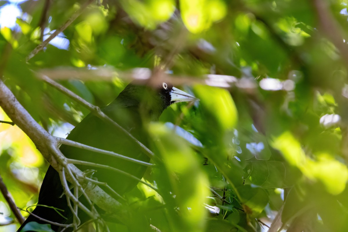 Yellow-billed Cacique - ML623242510