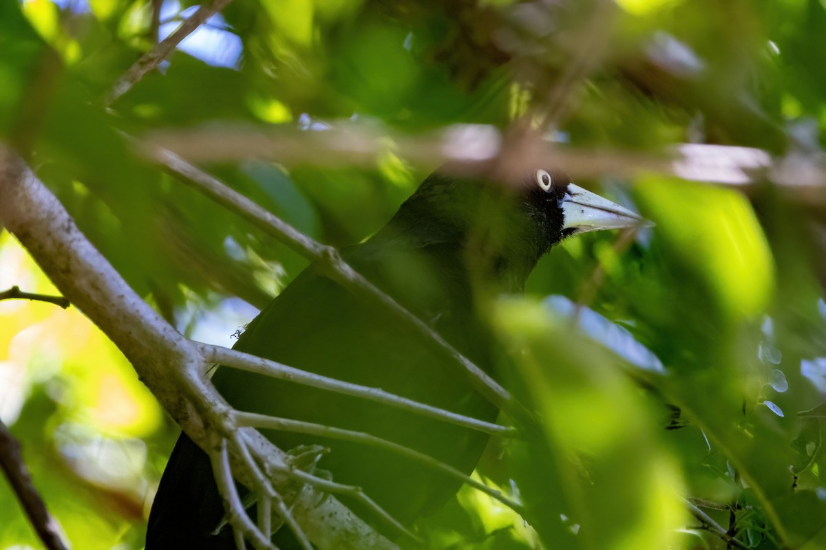 Yellow-billed Cacique - ML623242518