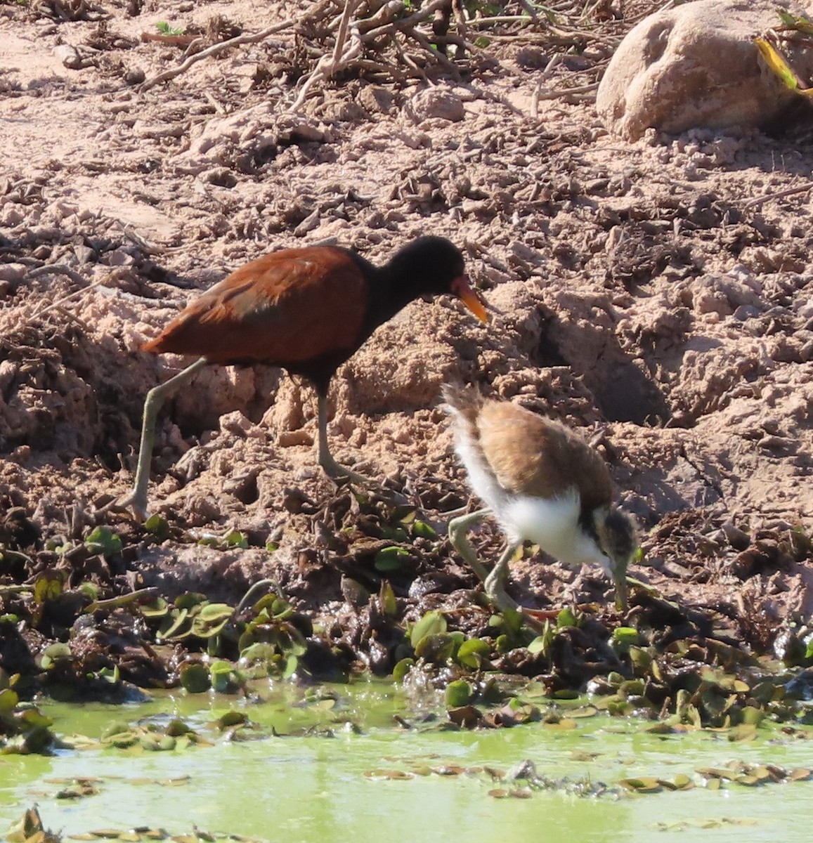 Wattled Jacana - ML623242526