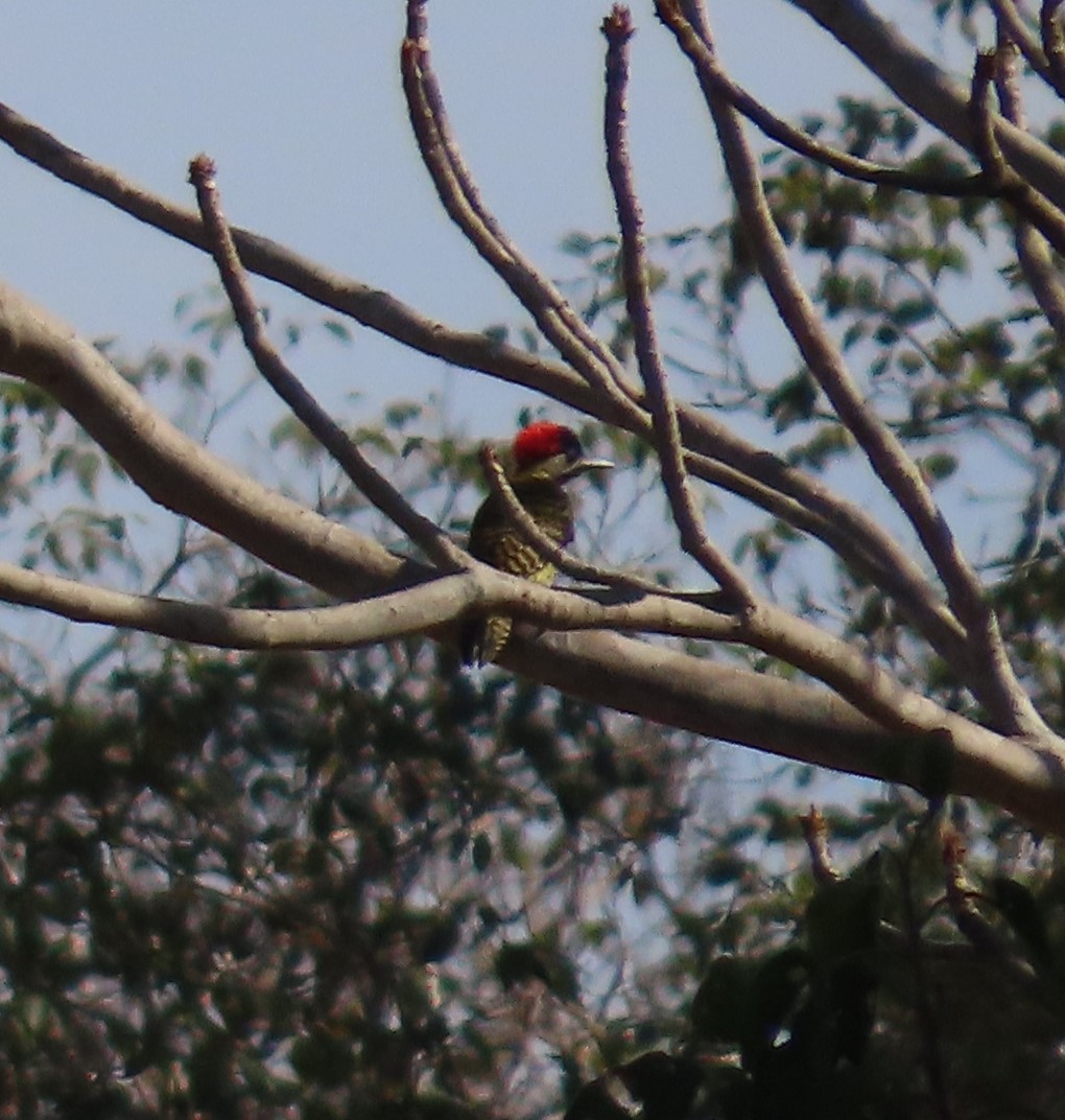 Green-barred Woodpecker - ML623242543