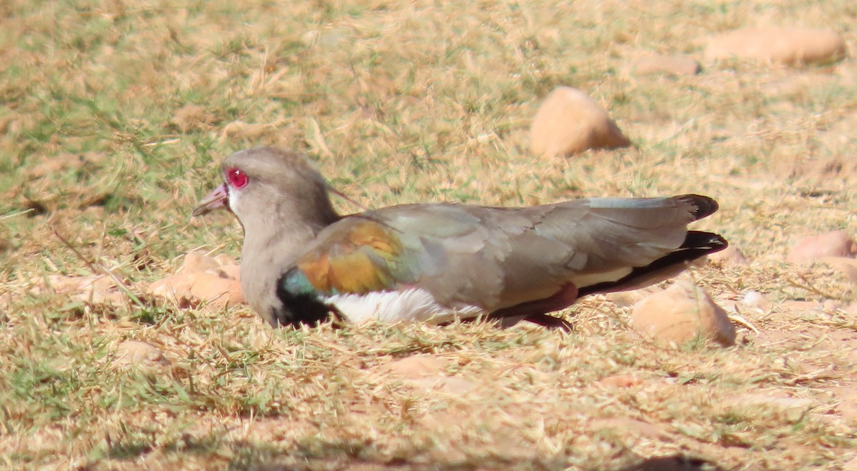 Southern Lapwing - ML623242598