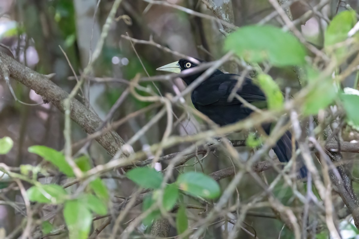 Yellow-billed Cacique - ML623242605