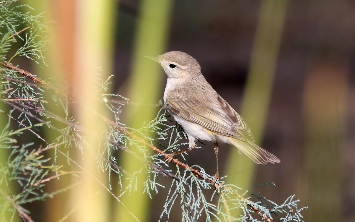 Western Bonelli's Warbler - ML623242654