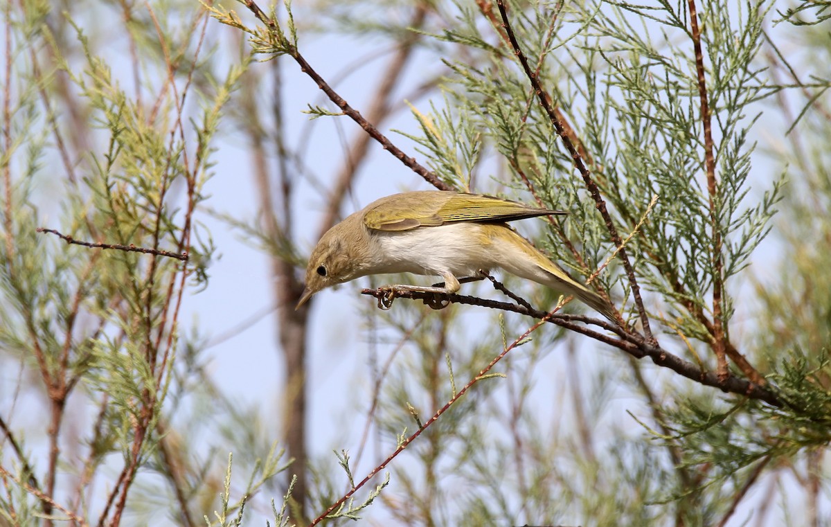 Western Bonelli's Warbler - ML623242656