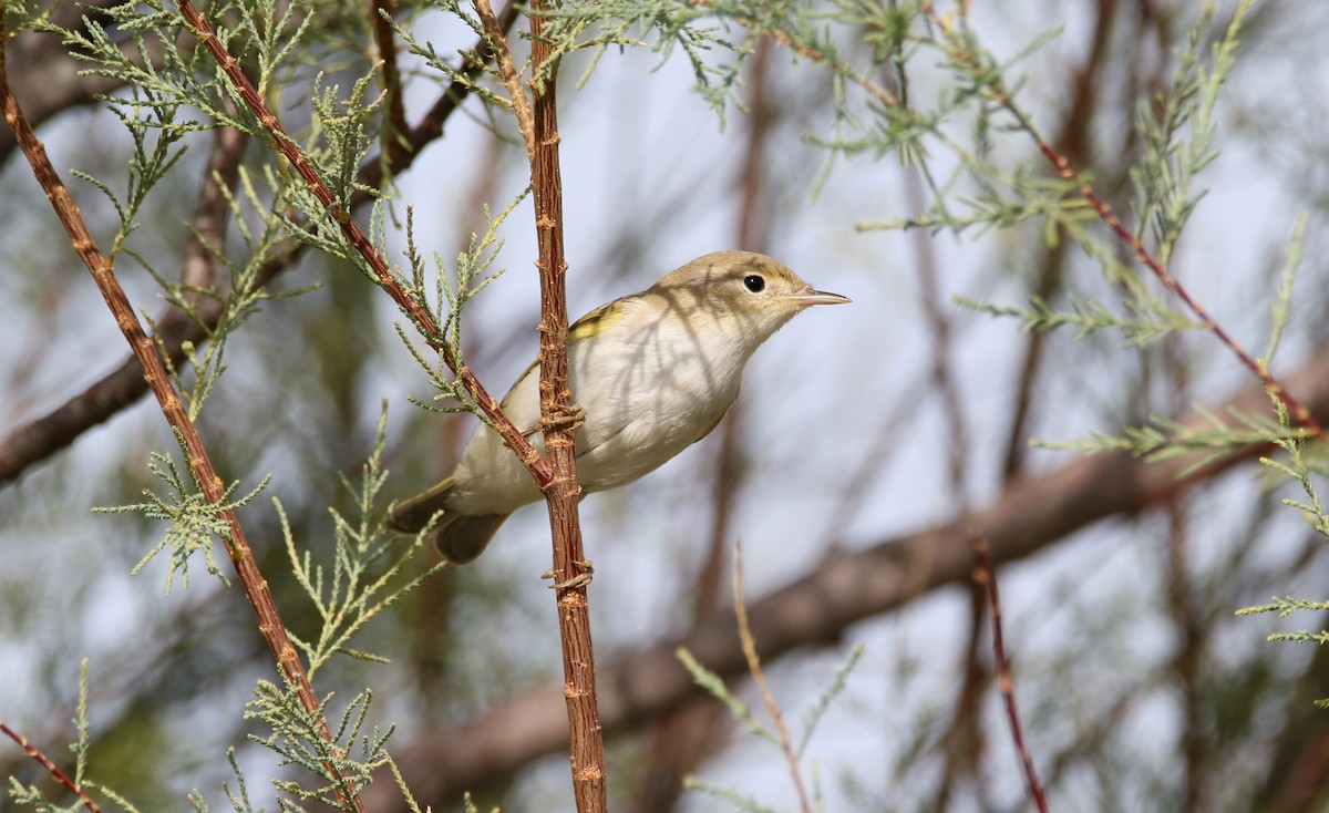 Western Bonelli's Warbler - ML623242658