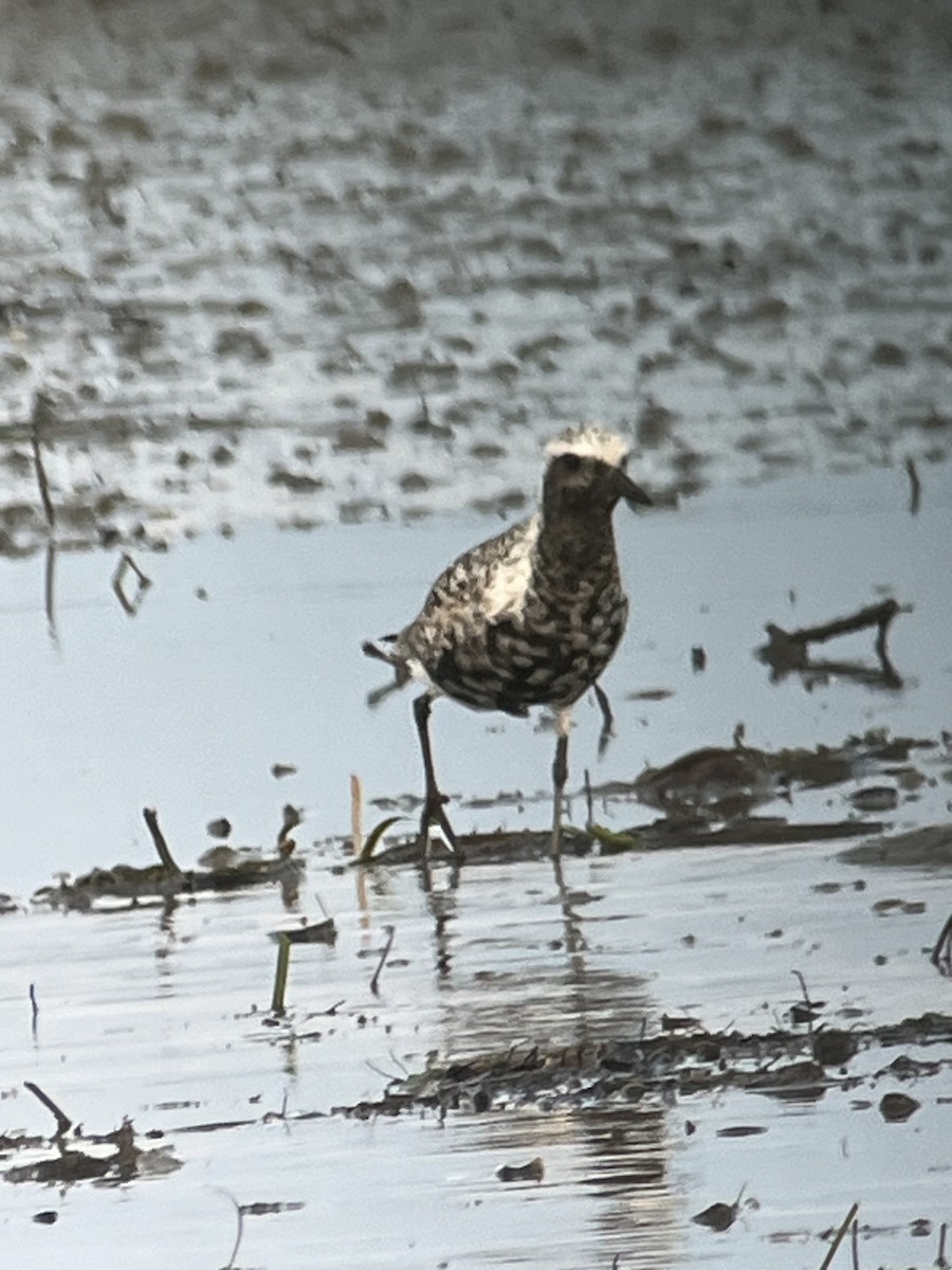 Black-bellied Plover - Peter Grose