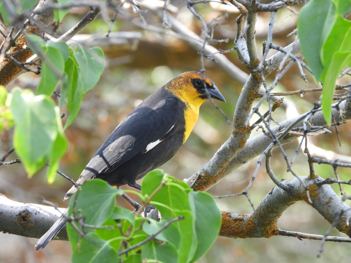 Yellow-headed Blackbird - ML623242716