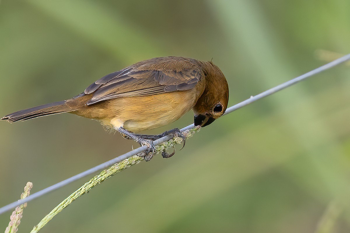 Gray Seedeater - ML623242724