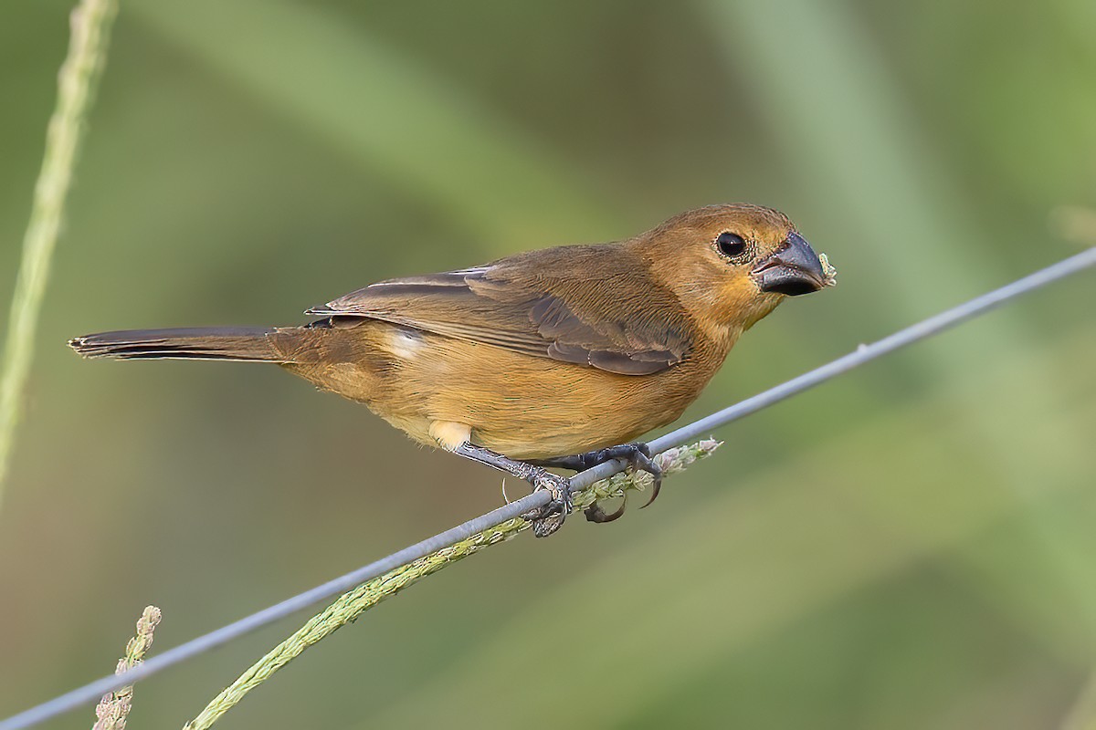 Gray Seedeater - ML623242725