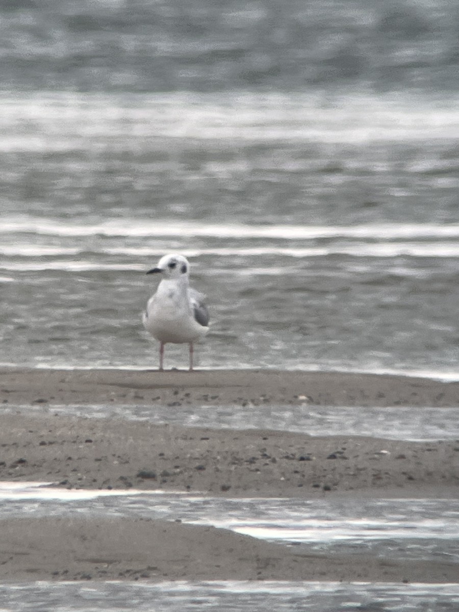 Bonaparte's Gull - Peter Grose