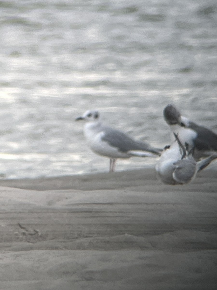 Gaviota de Bonaparte - ML623242747