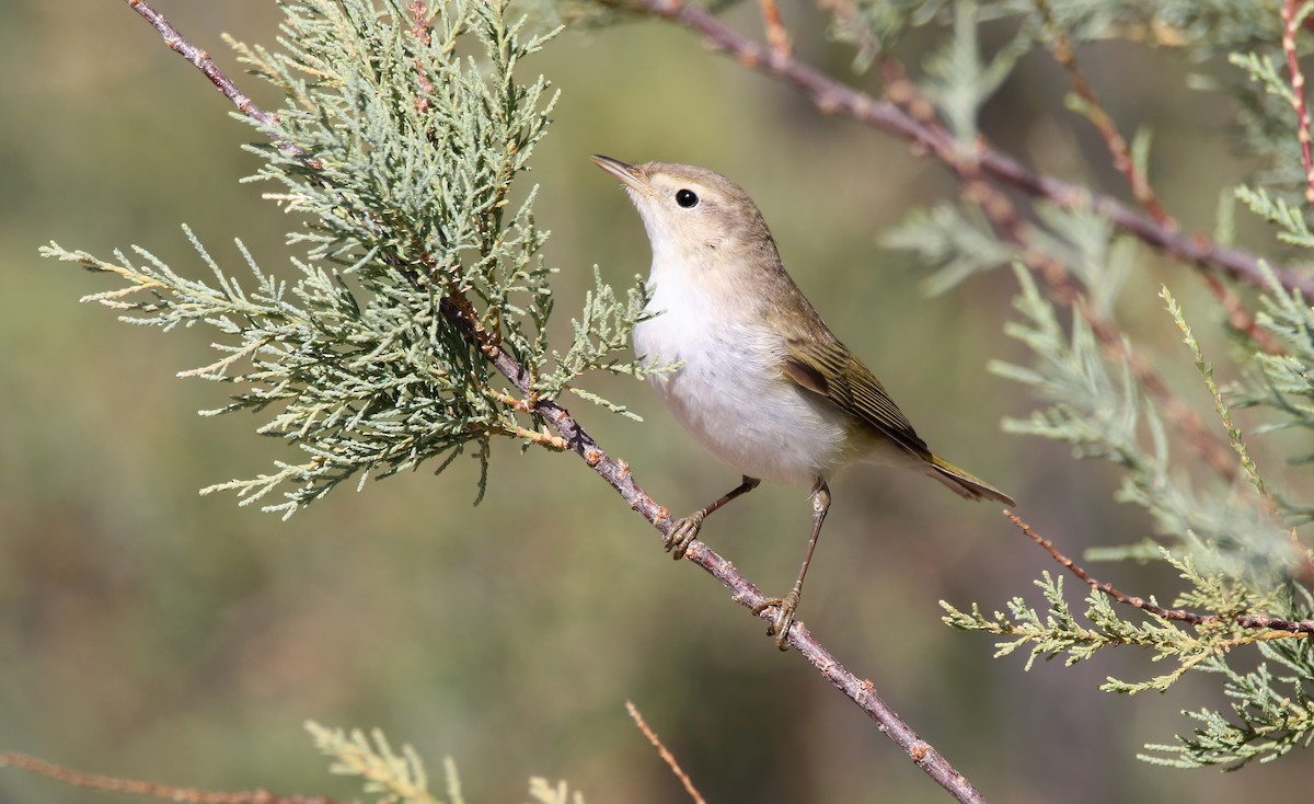 Western Bonelli's Warbler - ML623242766