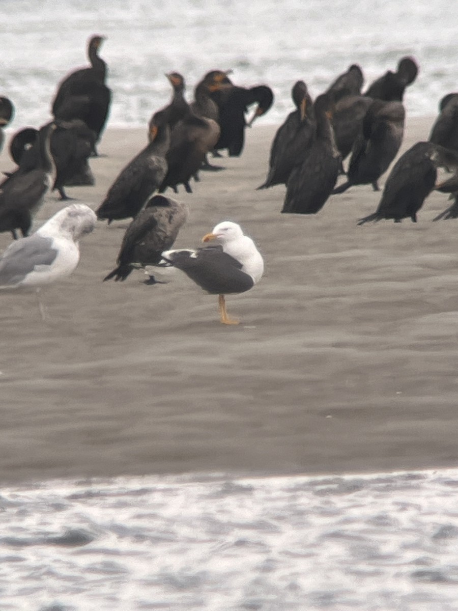 Gaviota Sombría - ML623242787