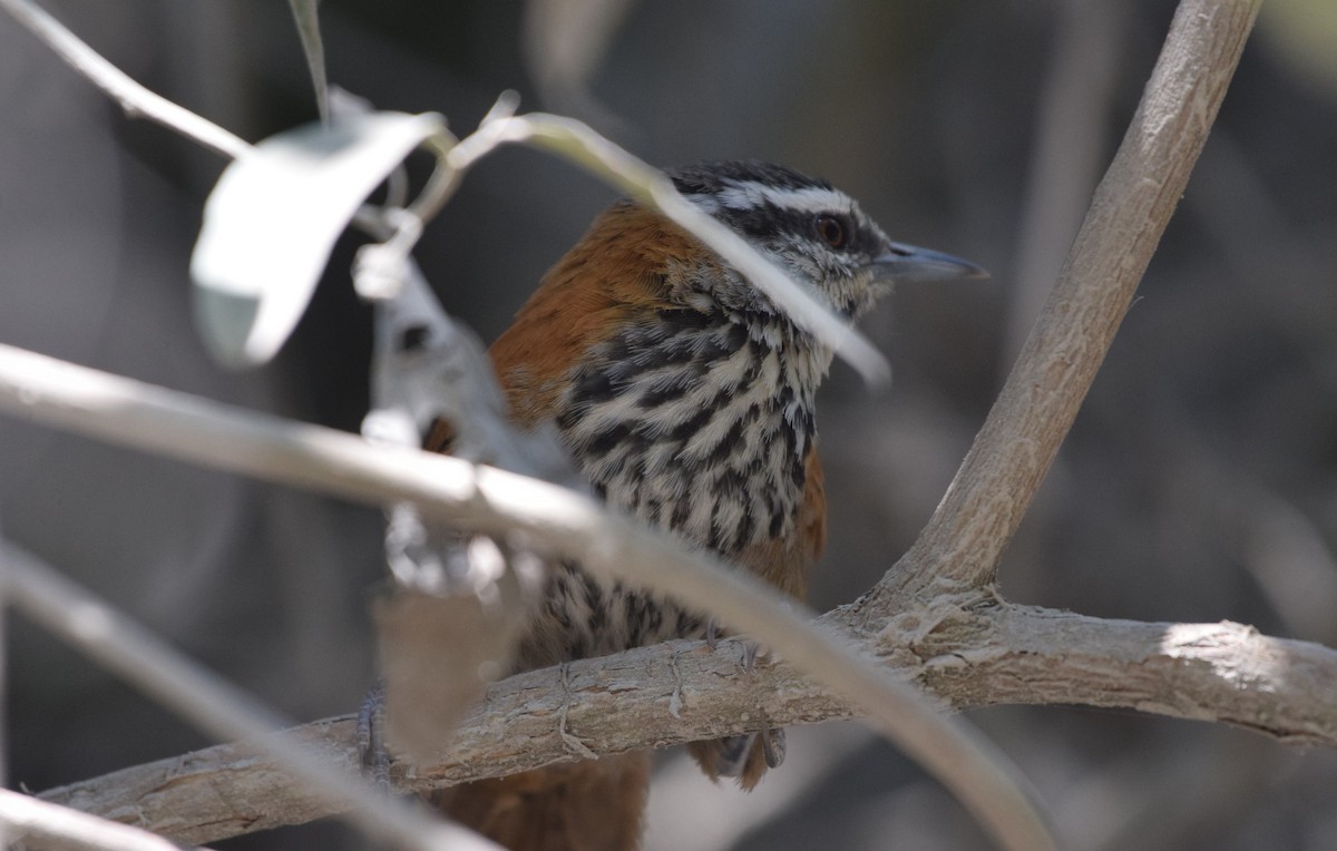 Inca Wren - ML623242852