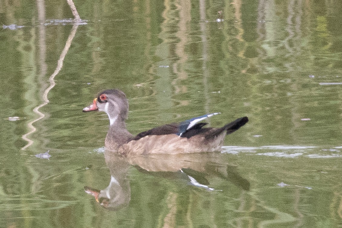 Wood Duck - Panayotis Pantzartzidis