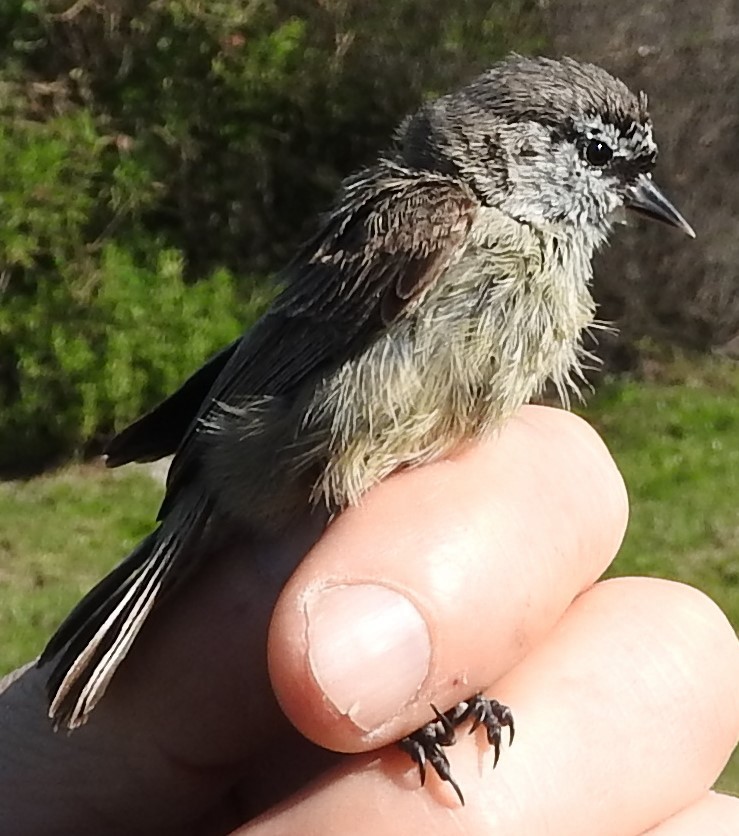 Southern Penduline-Tit - Dieter Oschadleus