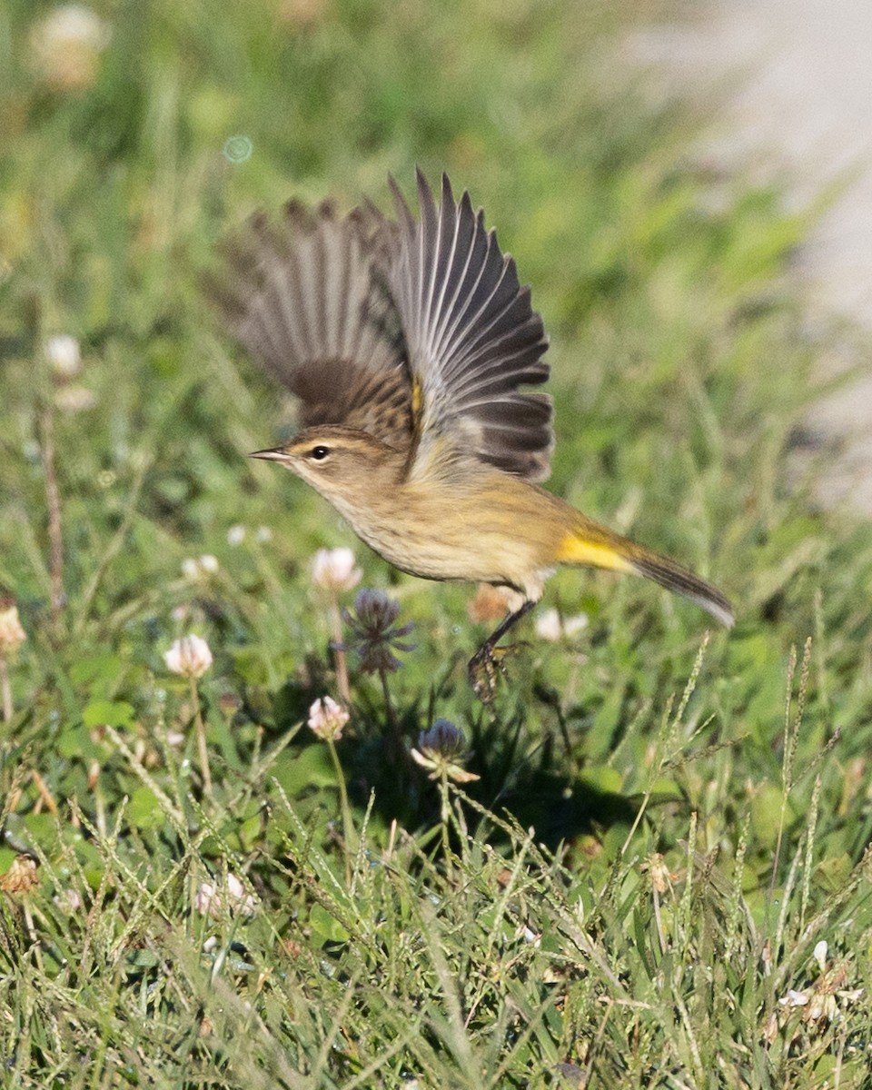 Palm Warbler - ML623242965