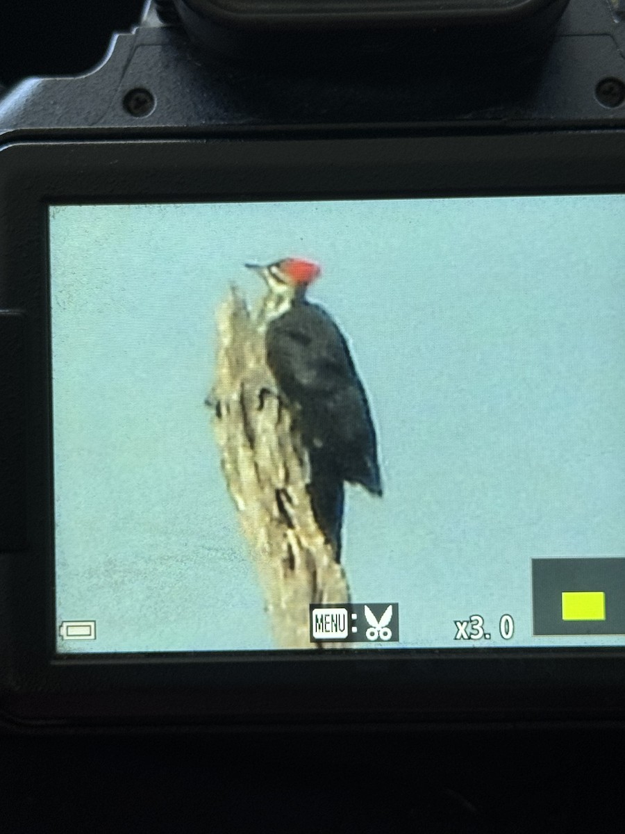 Pileated Woodpecker - Jacob Tsikoyak