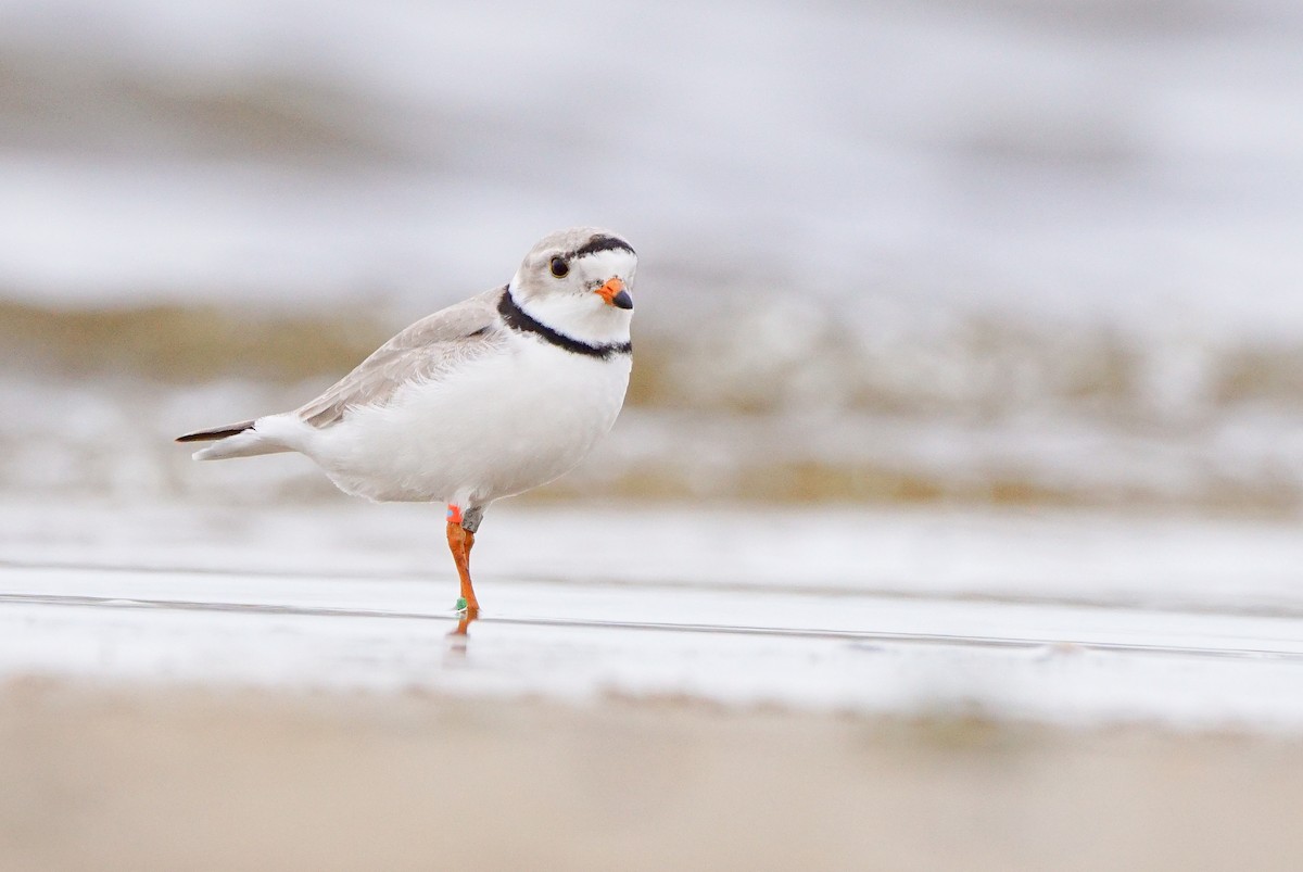 Piping Plover - ML623242985