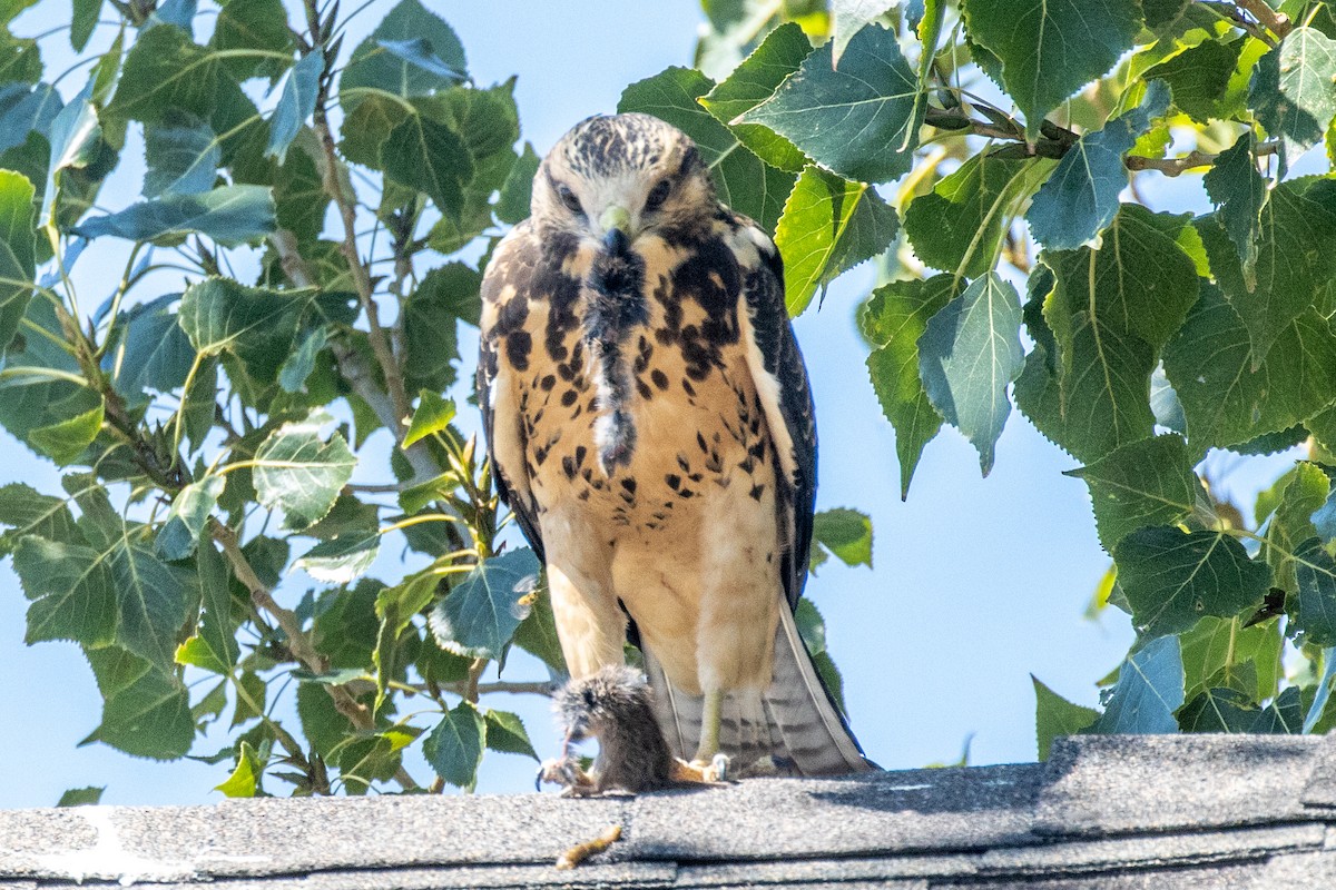 Swainson's Hawk - ML623242989