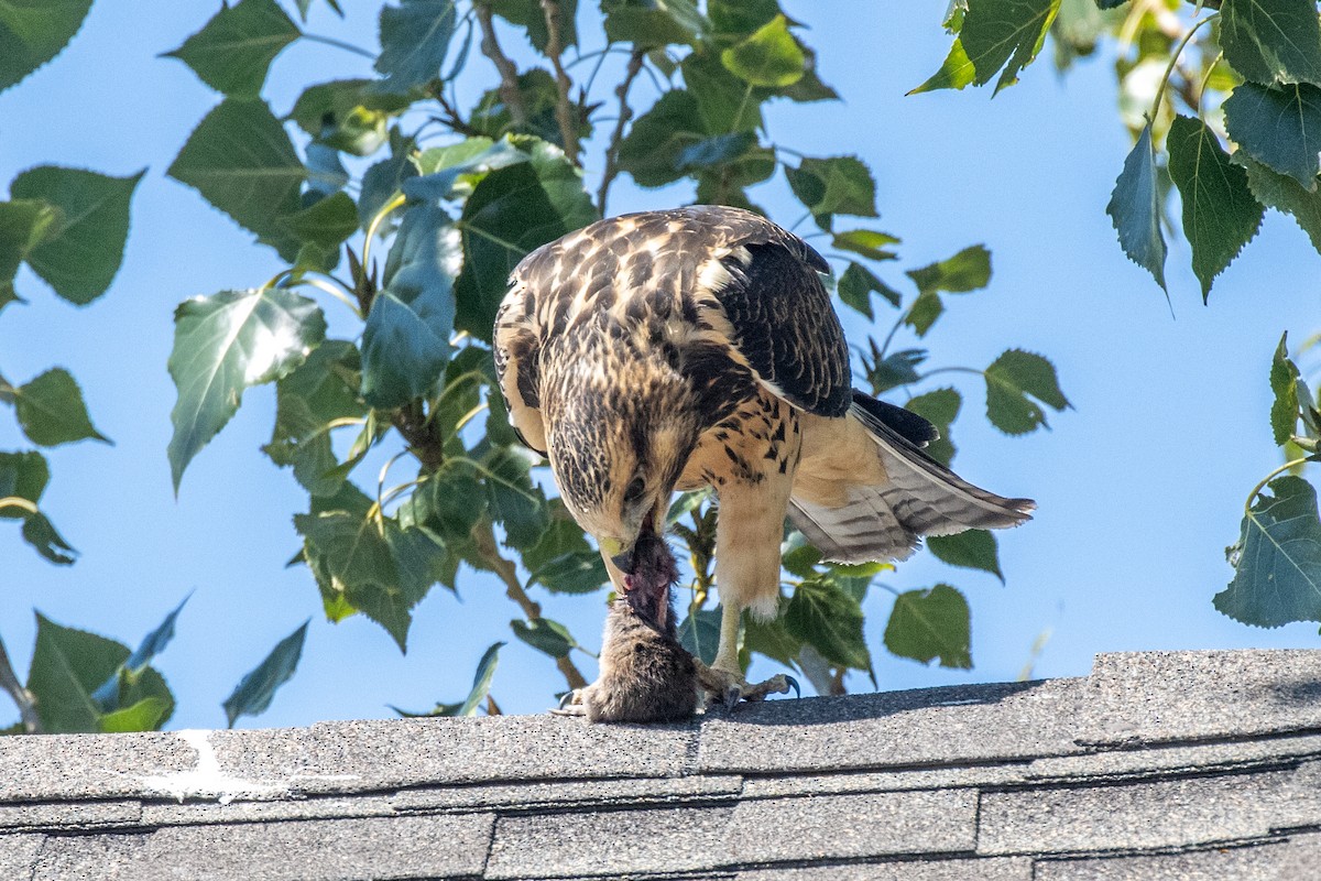 Swainson's Hawk - ML623242990