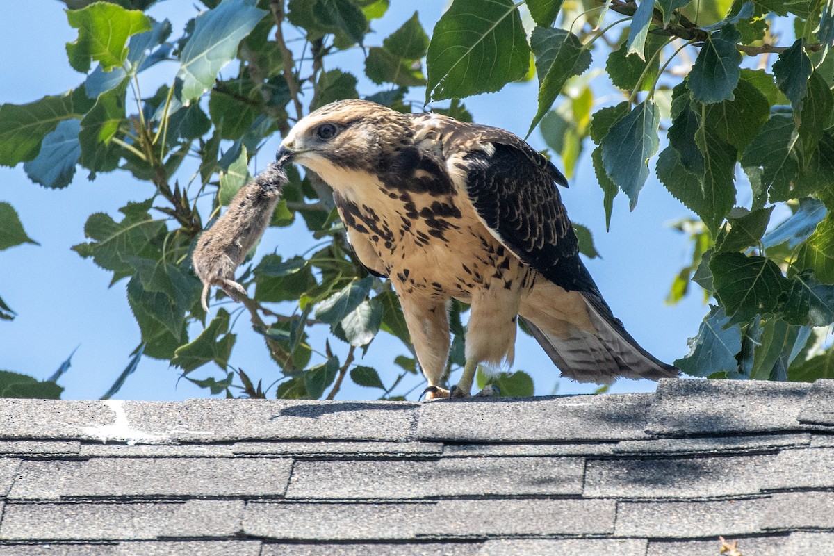 Swainson's Hawk - ML623242991