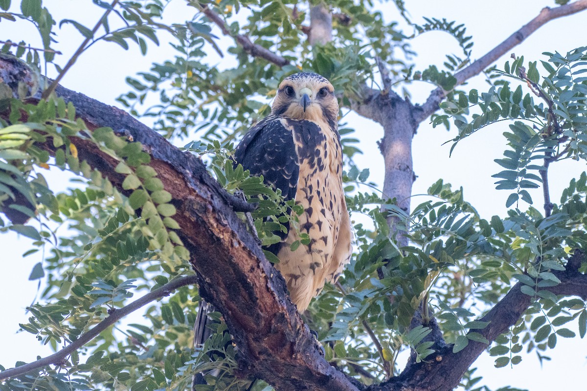 Swainson's Hawk - ML623242994