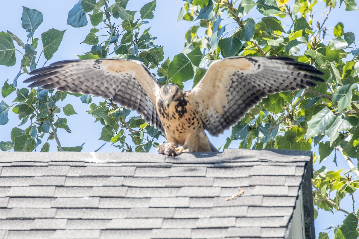 Swainson's Hawk - ML623242995