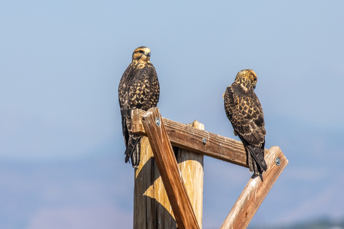 Swainson's Hawk - ML623242996