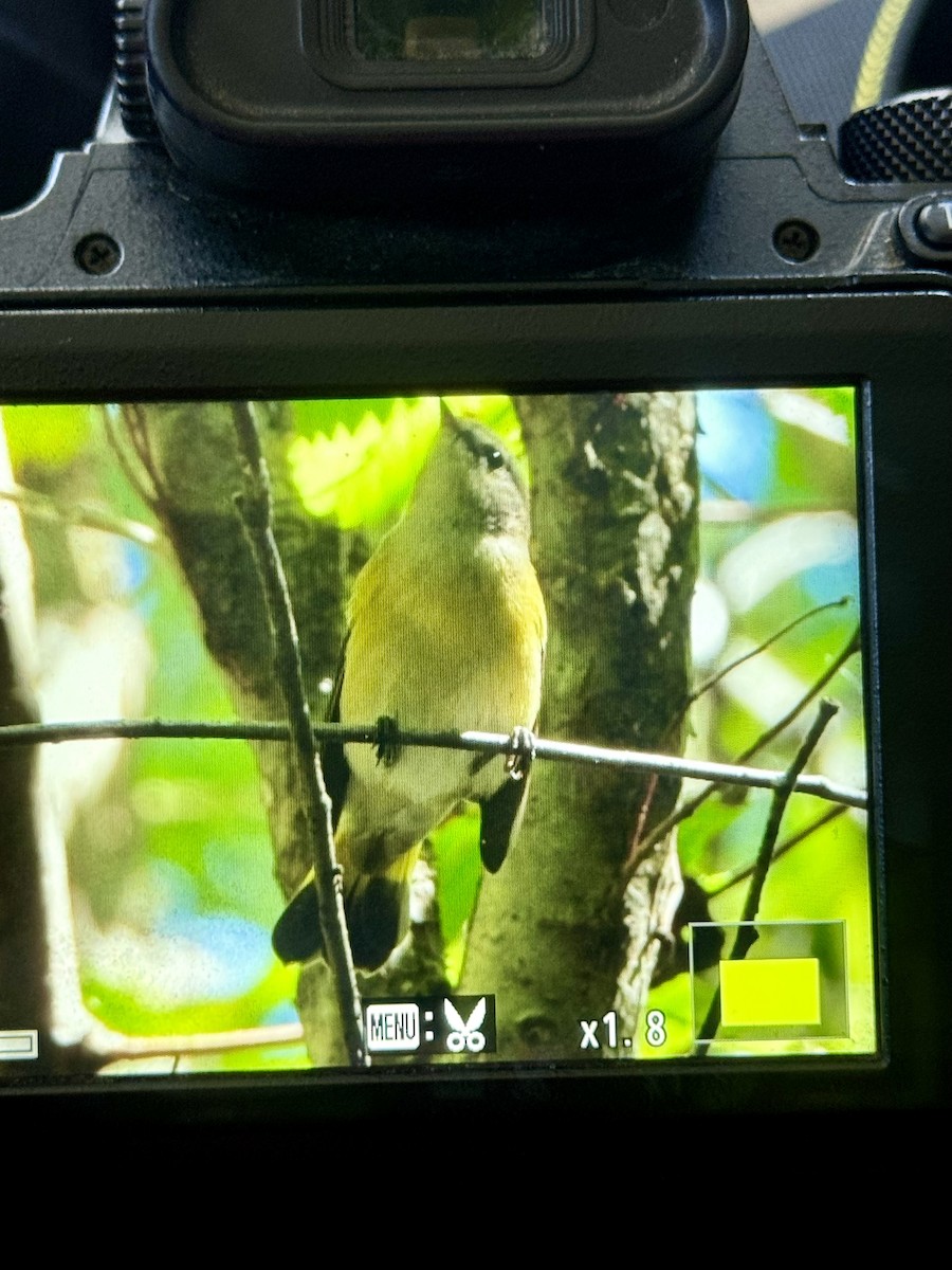 American Redstart - ML623243007