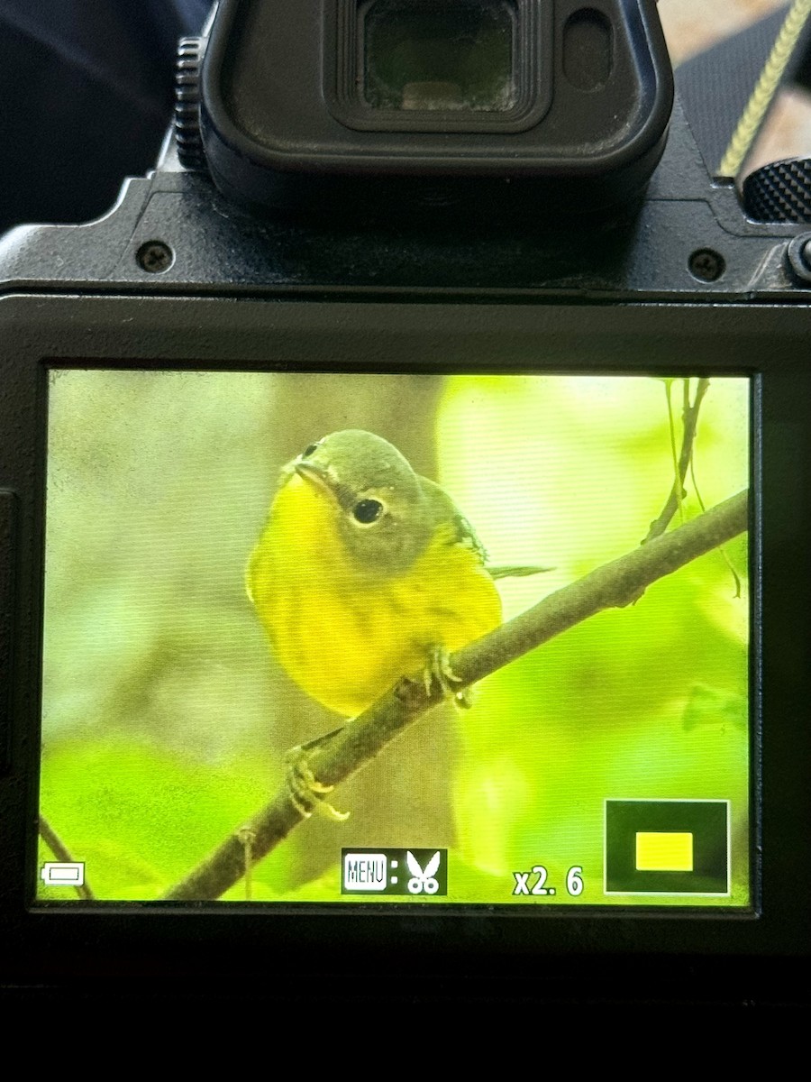 Magnolia Warbler - ML623243018