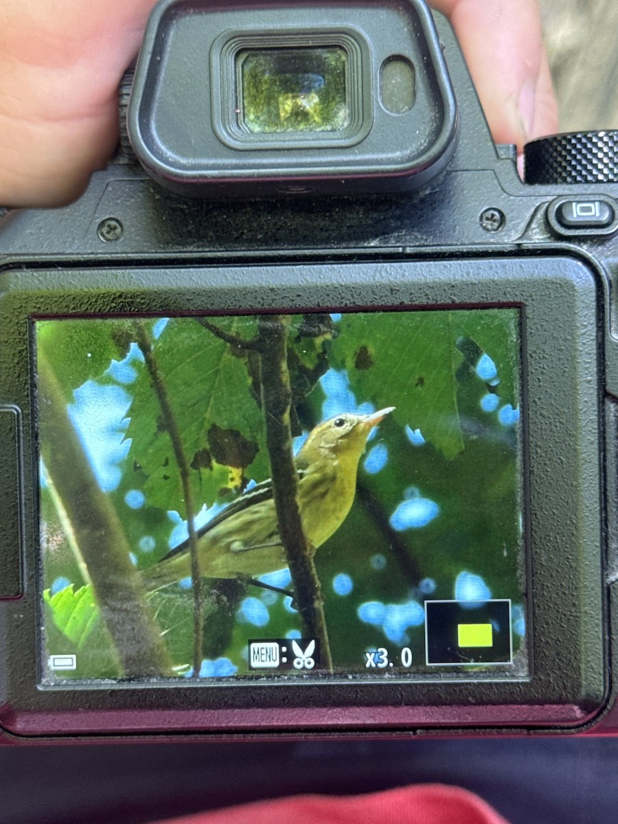 Blackburnian Warbler - ML623243031