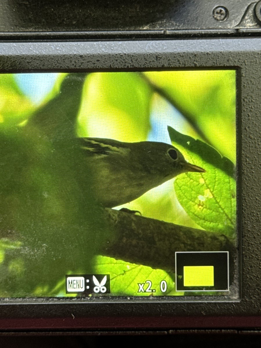 Chestnut-sided Warbler - ML623243044