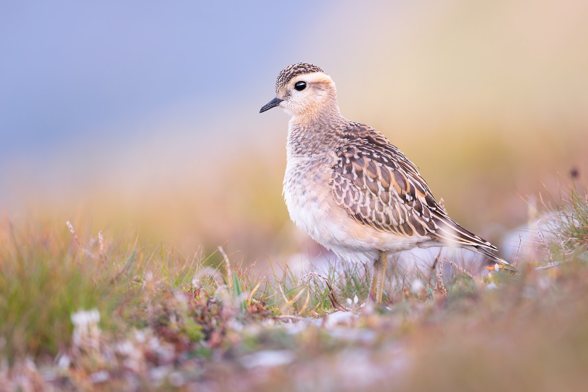 Eurasian Dotterel - Elias Biegger