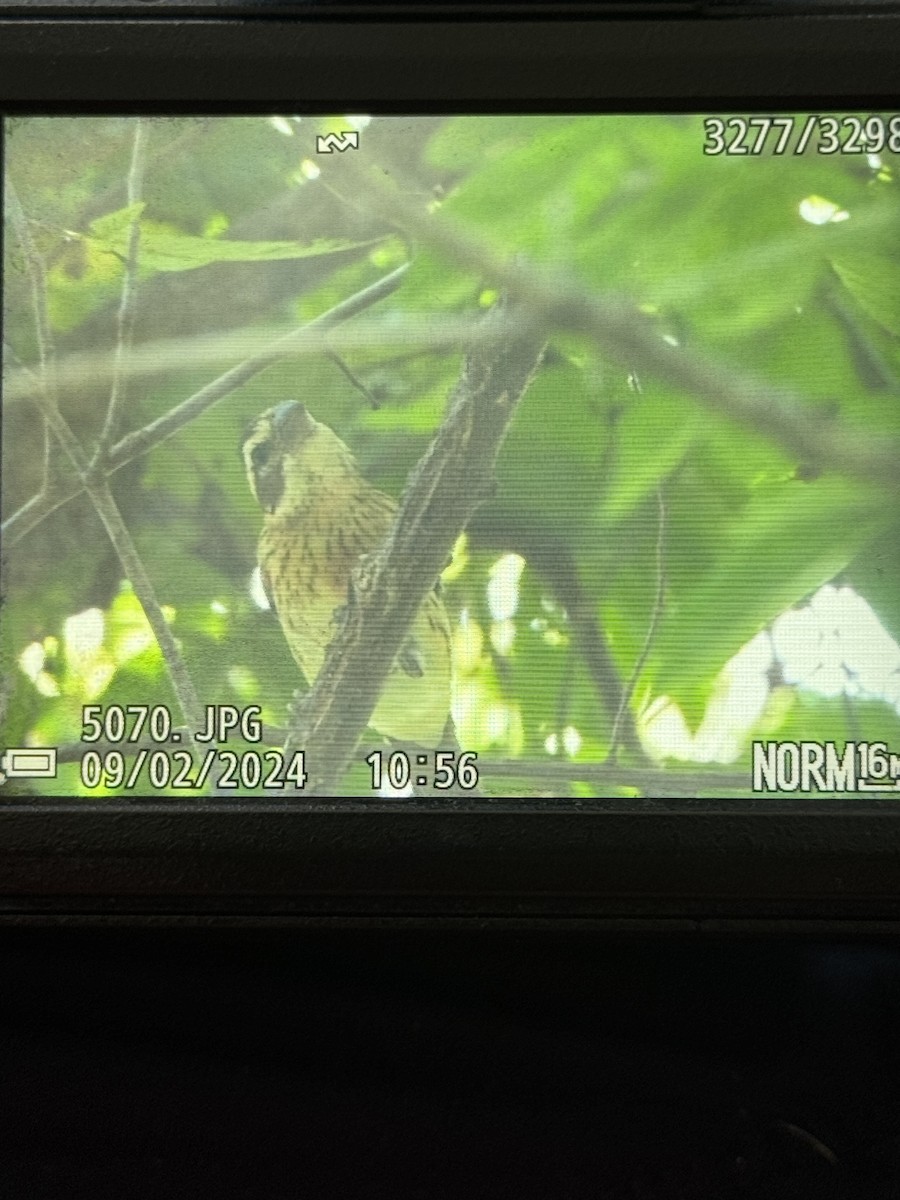 Rose-breasted Grosbeak - ML623243062