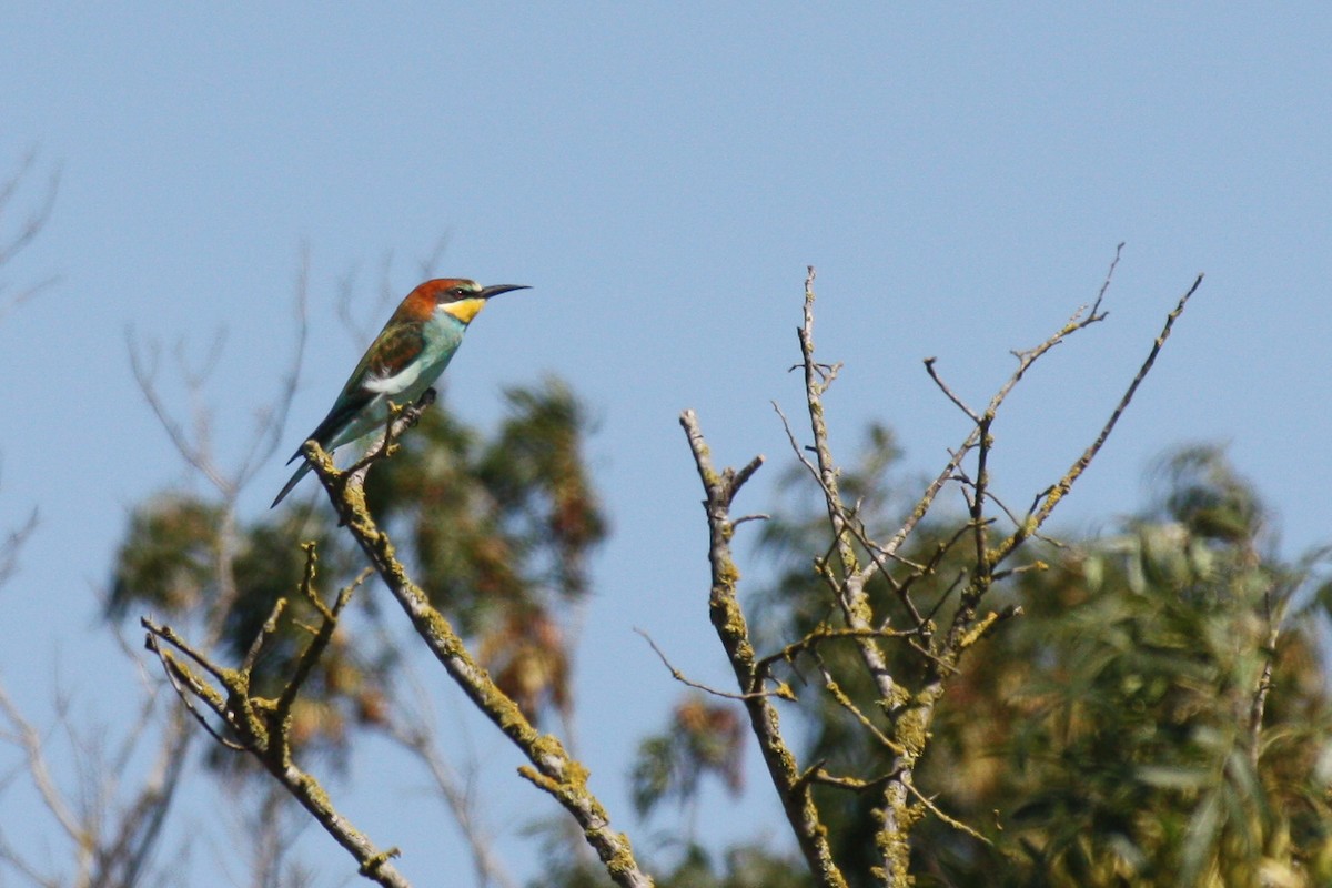 European Bee-eater - ML623243070