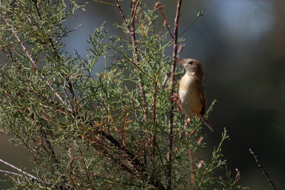 Zitting Cisticola - ML623243092