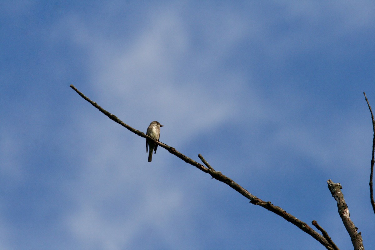 Olive-sided Flycatcher - ML623243149