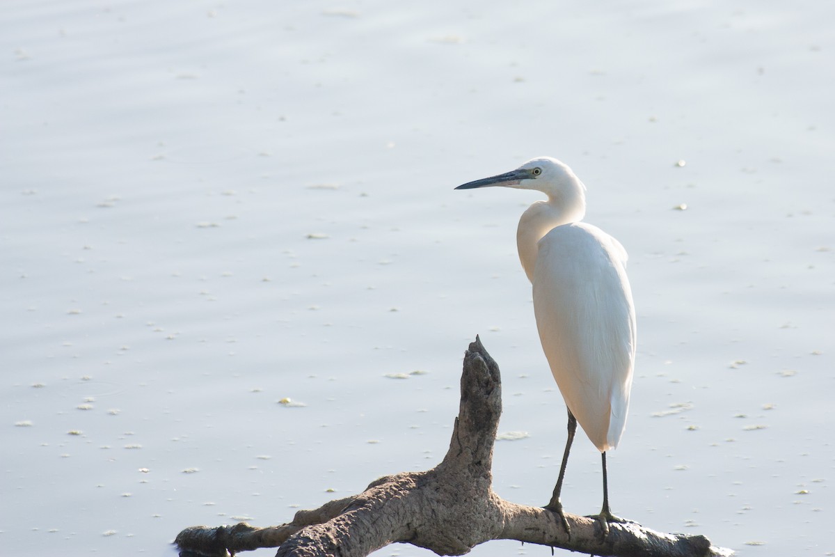 Little Egret - Jan Martín