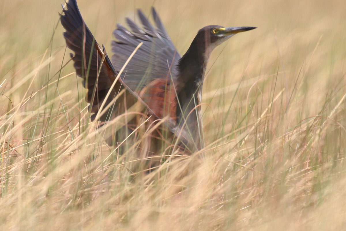 Rufous-bellied Heron - ML623243203