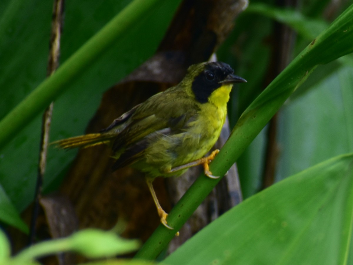 Olive-crowned Yellowthroat - ML623243238