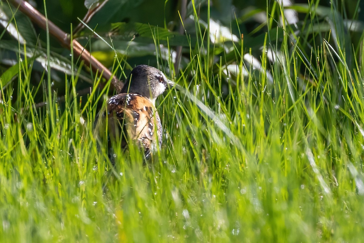 Yellow-breasted Crake - ML623243262