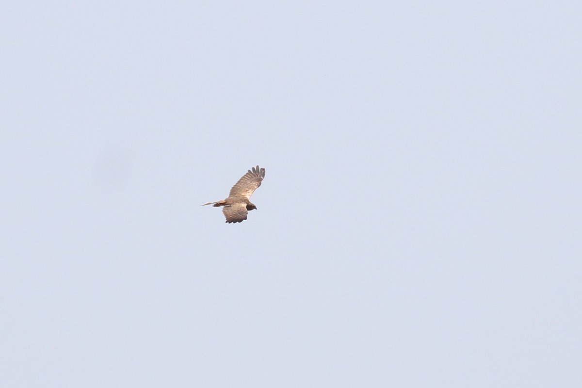 African Marsh Harrier - ML623243263