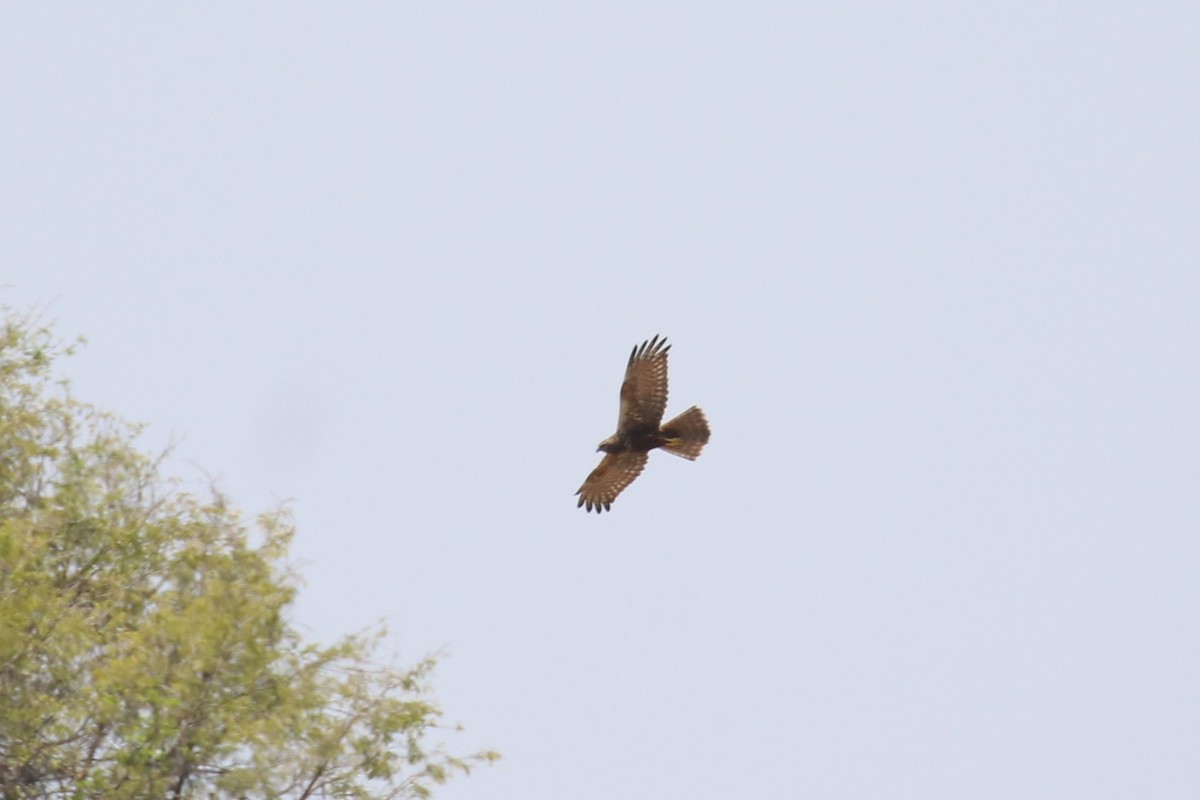 African Marsh Harrier - ML623243264