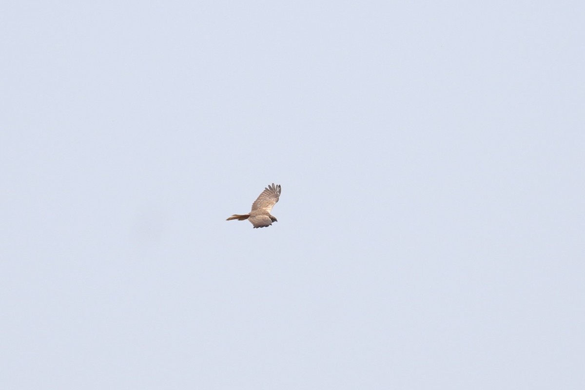 African Marsh Harrier - ML623243265