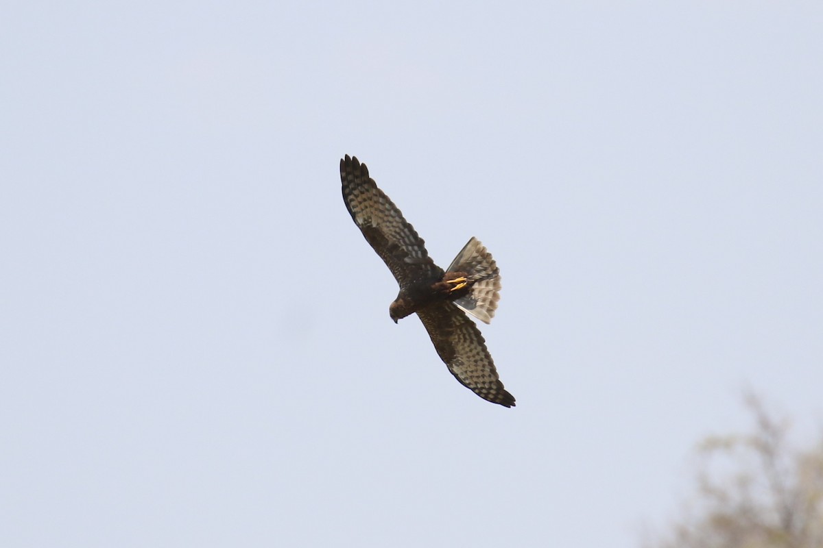 African Marsh Harrier - ML623243266