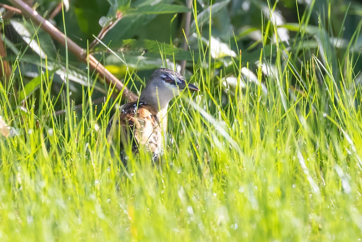 Yellow-breasted Crake - ML623243268