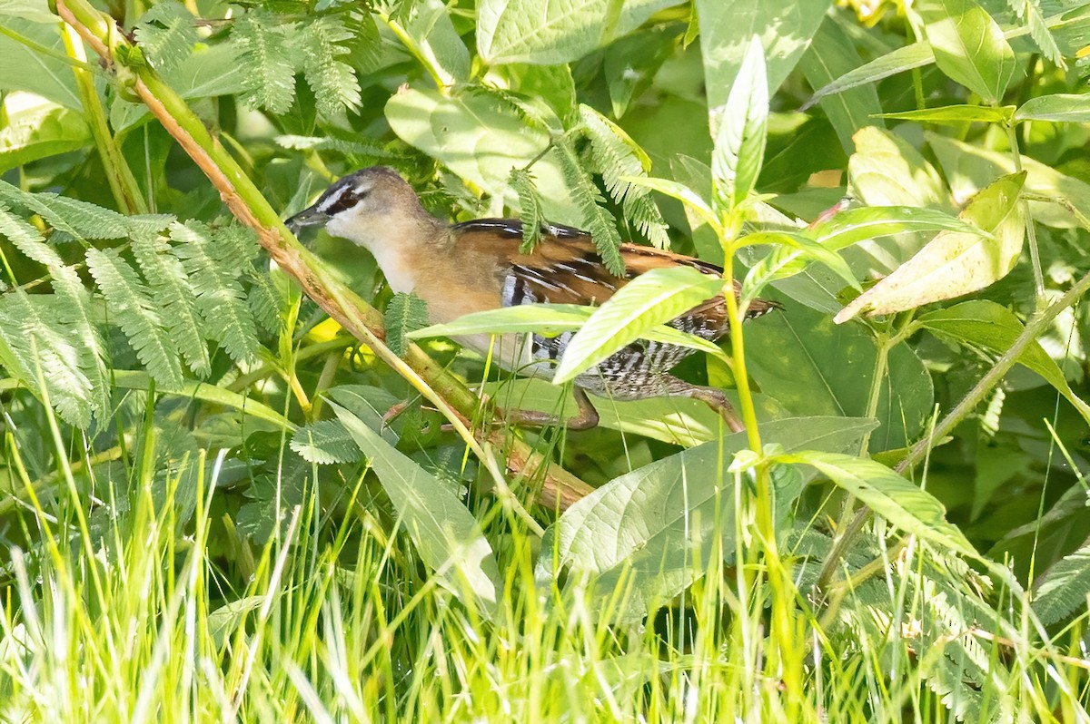 Yellow-breasted Crake - ML623243273